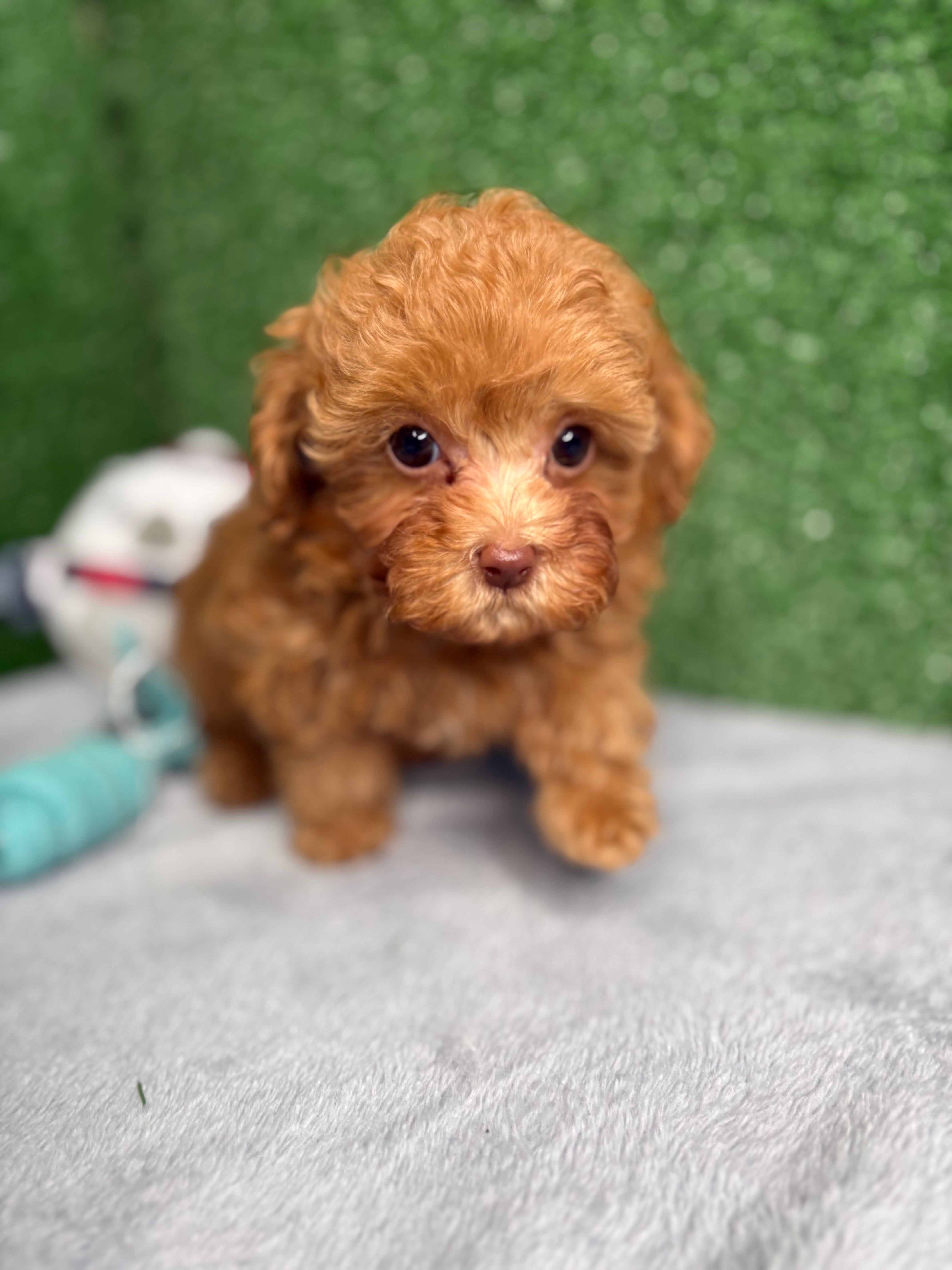 Zion The Micro Poodle (Deposit Only ‼️Please Read The DESCRIPTION Below‼️)