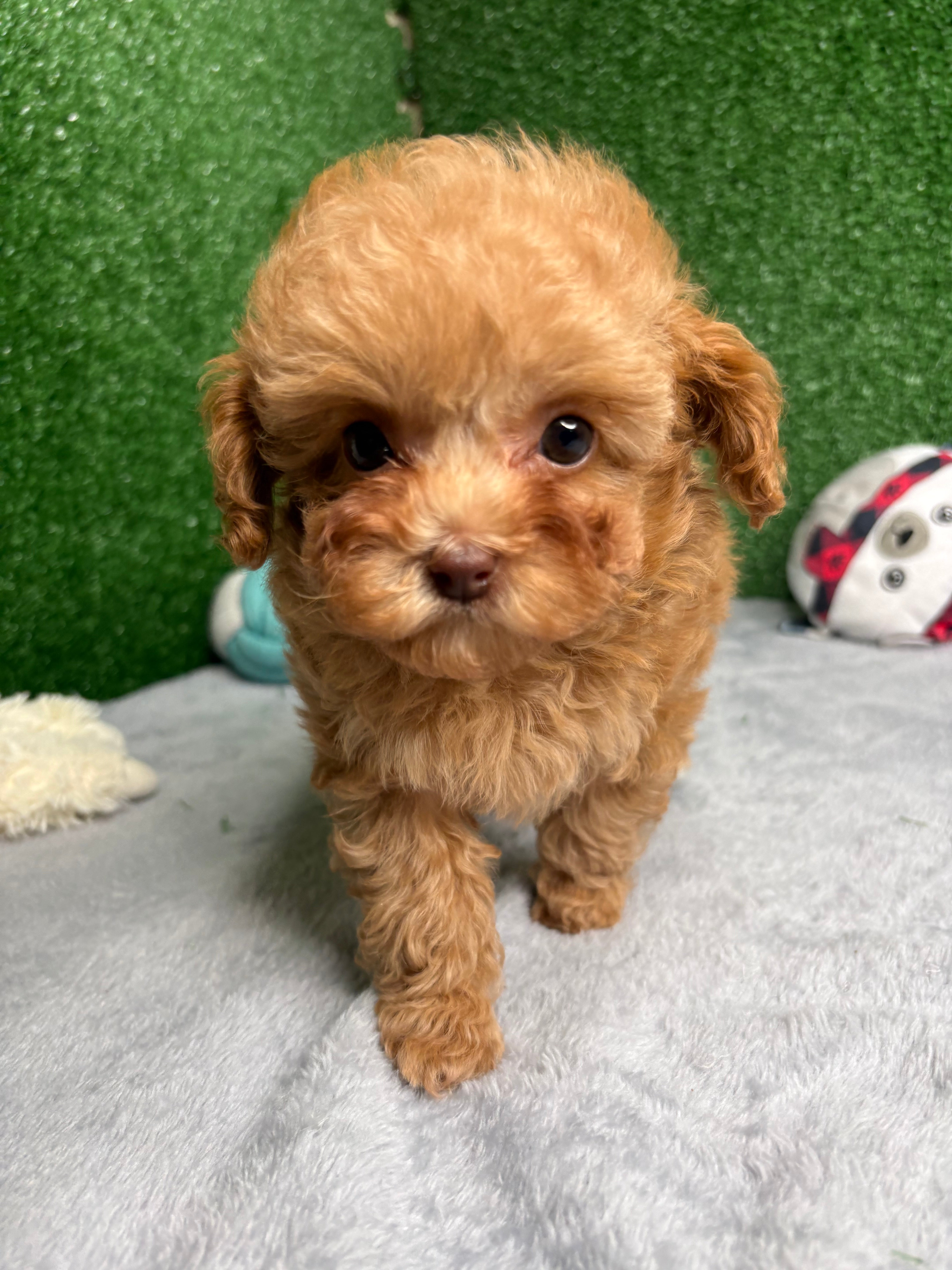 Paisley The Micro Poodle (Deposit Only ‼️‼️ Please DESCRIPTION Read Below‼️)