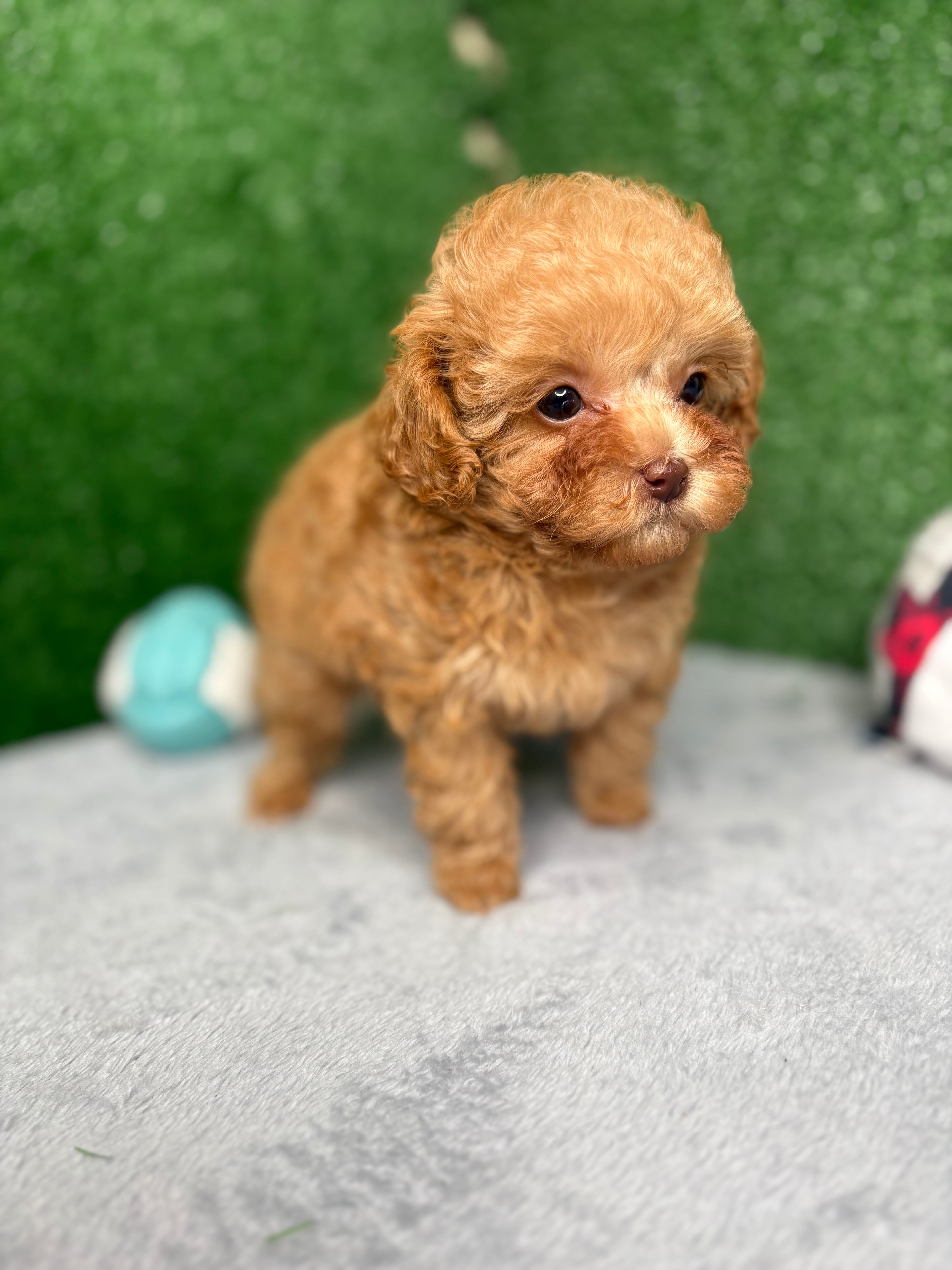 Paisley The Micro Poodle (Deposit Only ‼️‼️ Please DESCRIPTION Read Below‼️)