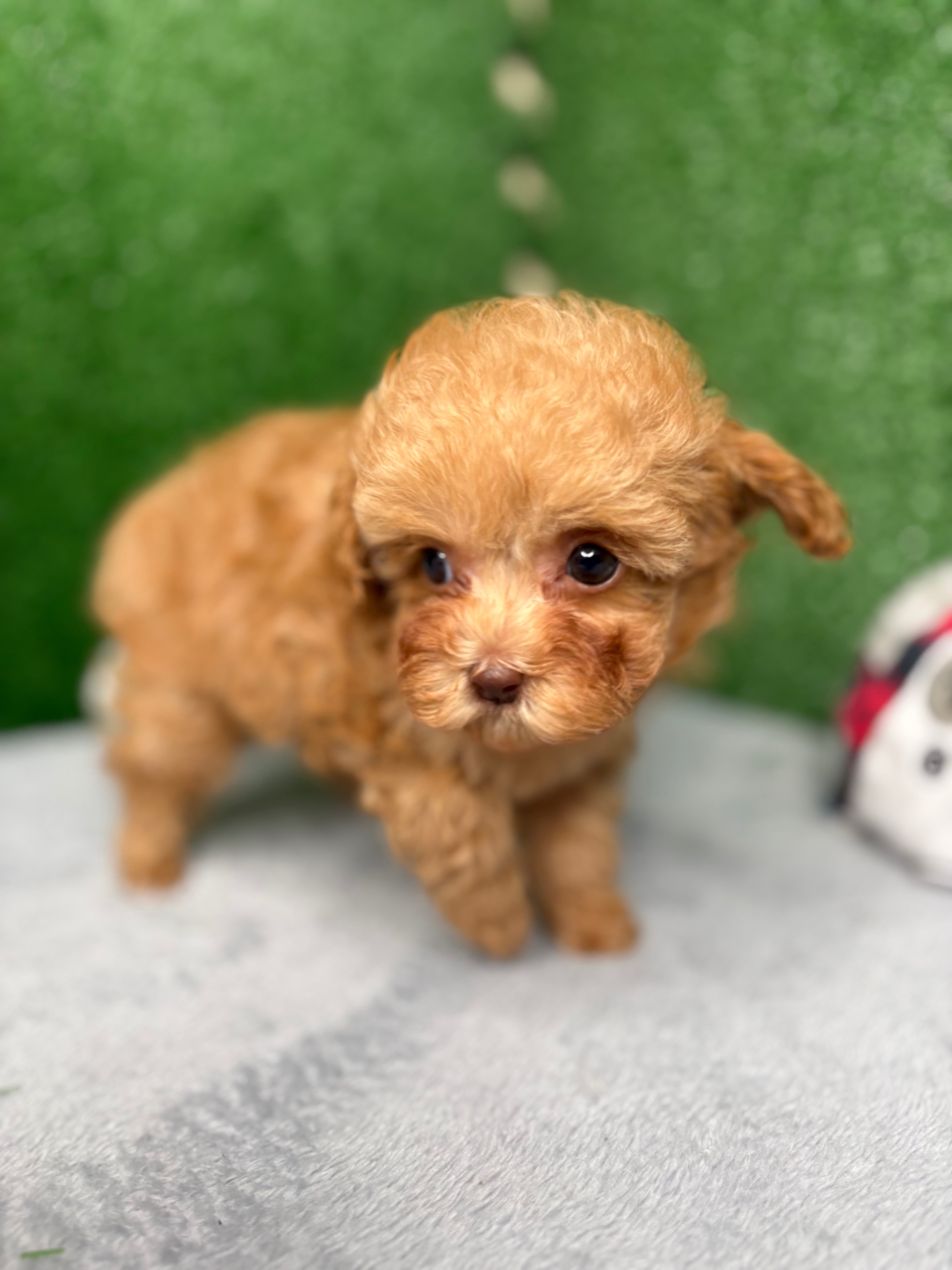Paisley The Micro Poodle (Deposit Only ‼️‼️ Please DESCRIPTION Read Below‼️)