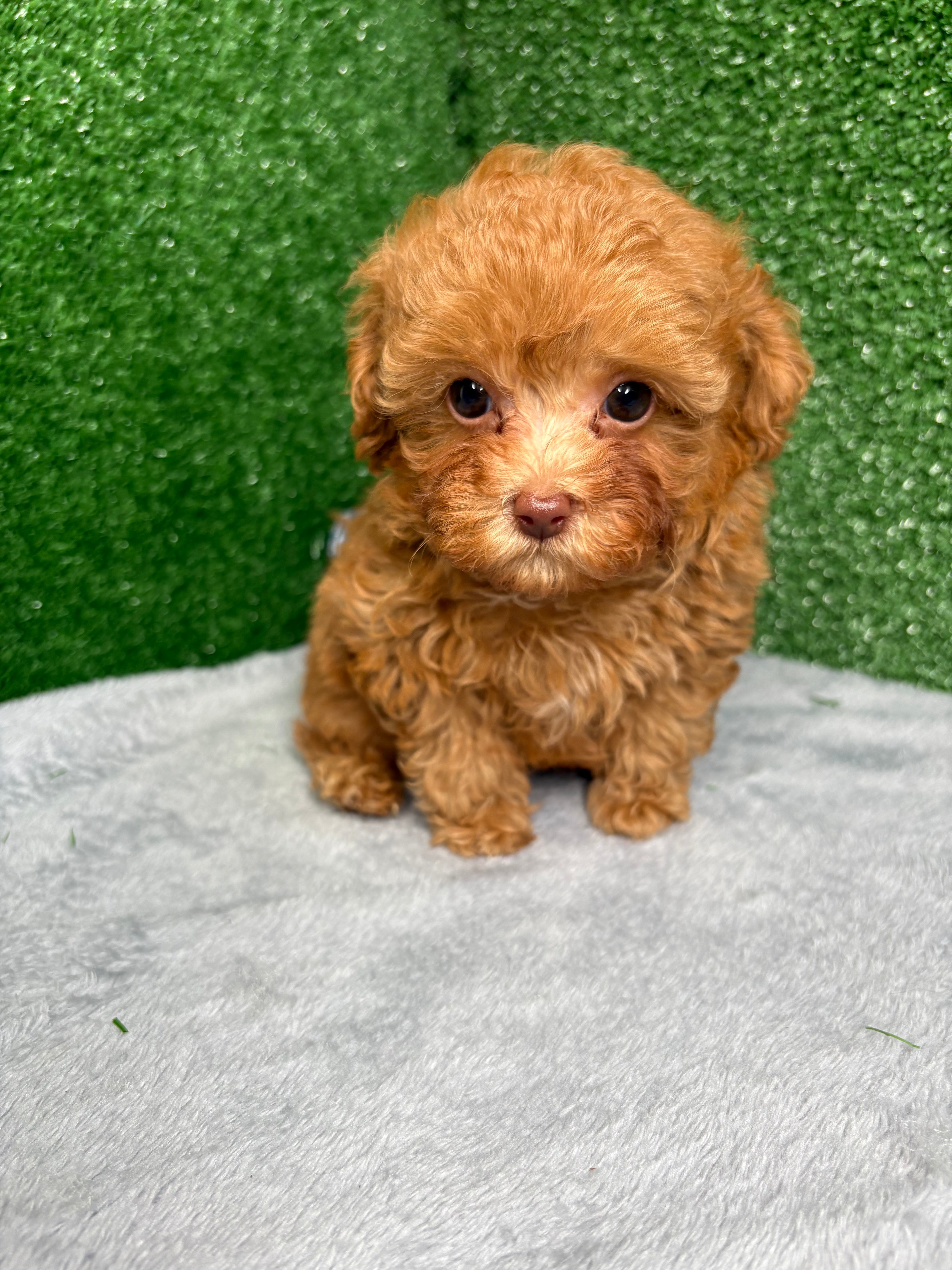 Zion The Micro Poodle (Deposit Only ‼️Please Read The DESCRIPTION Below‼️)