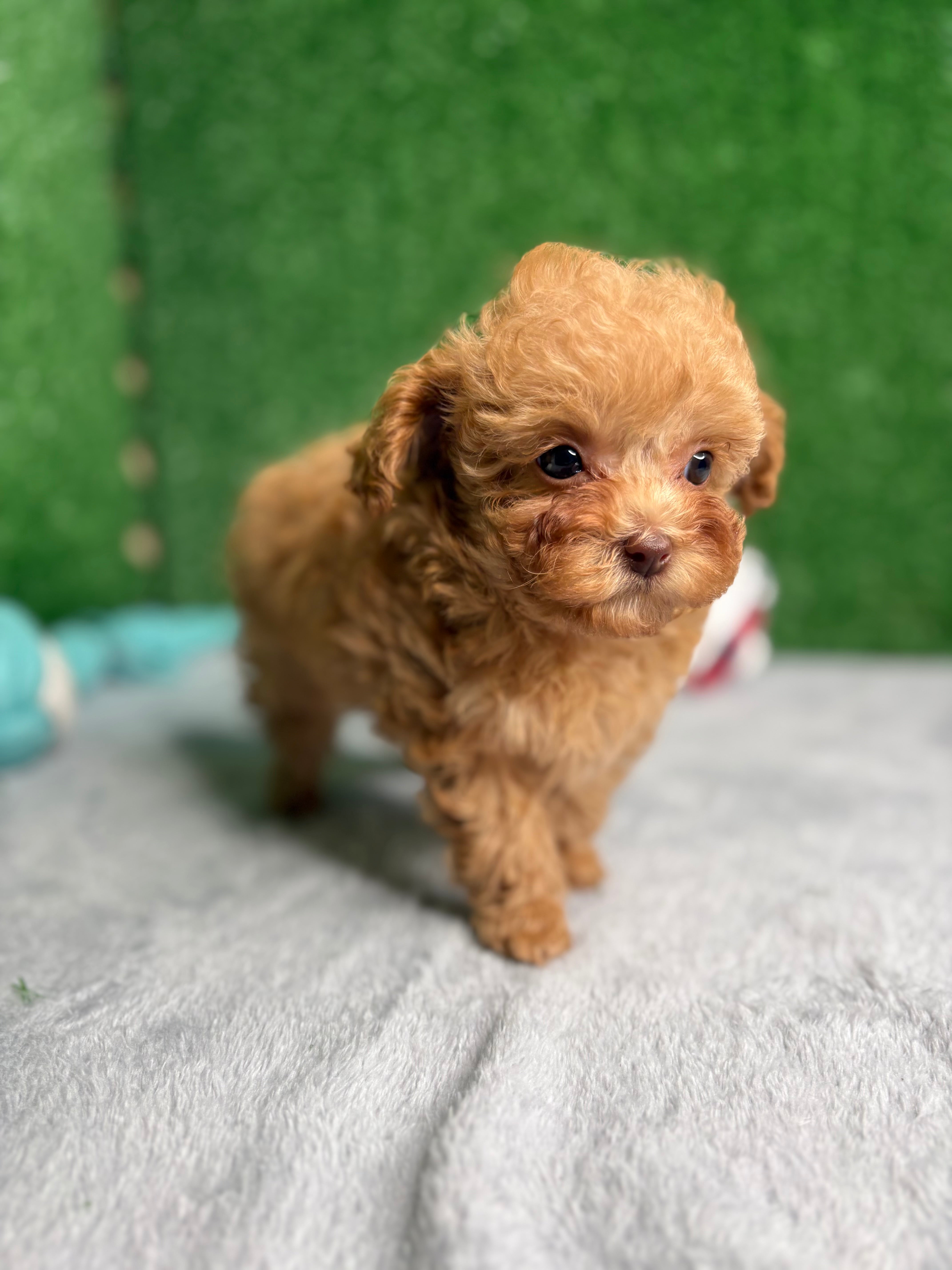 Paisley The Micro Poodle (Deposit Only ‼️‼️ Please DESCRIPTION Read Below‼️)