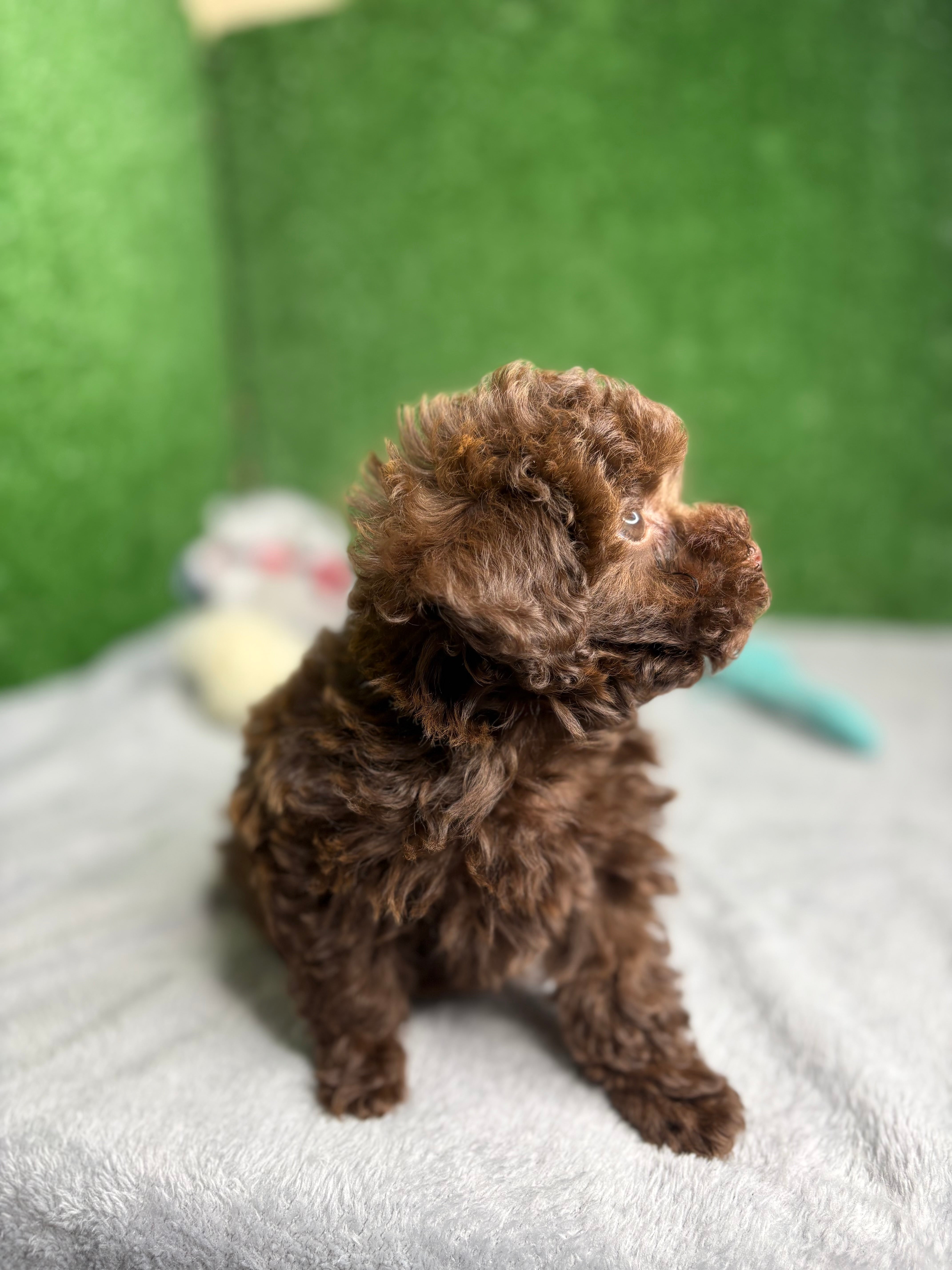 King The Chocolate Micro Poodle 🐩 (Deposit Only‼️ Please Read The Description Below‼️)