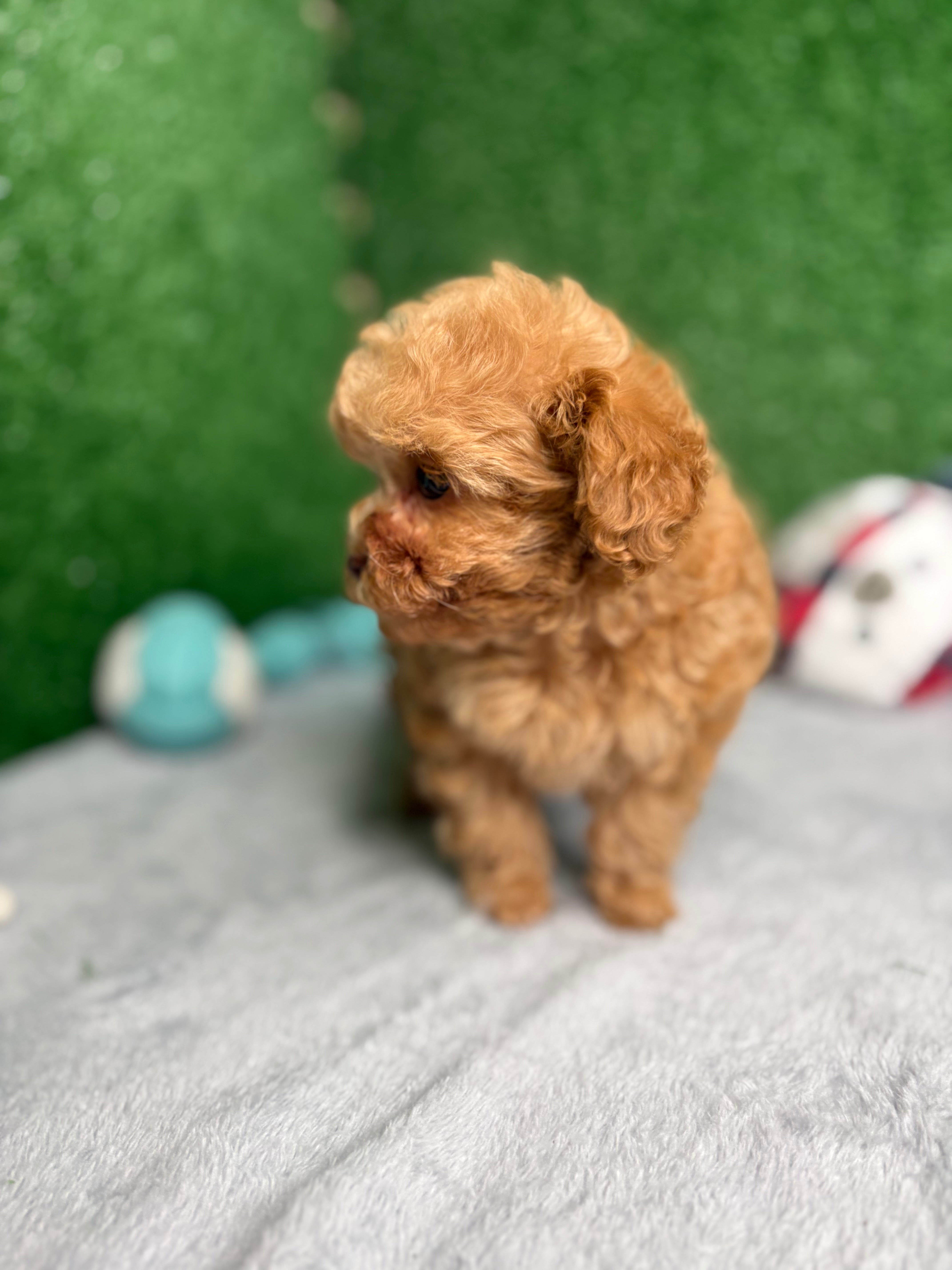 Paisley The Micro Poodle (Deposit Only ‼️‼️ Please DESCRIPTION Read Below‼️)
