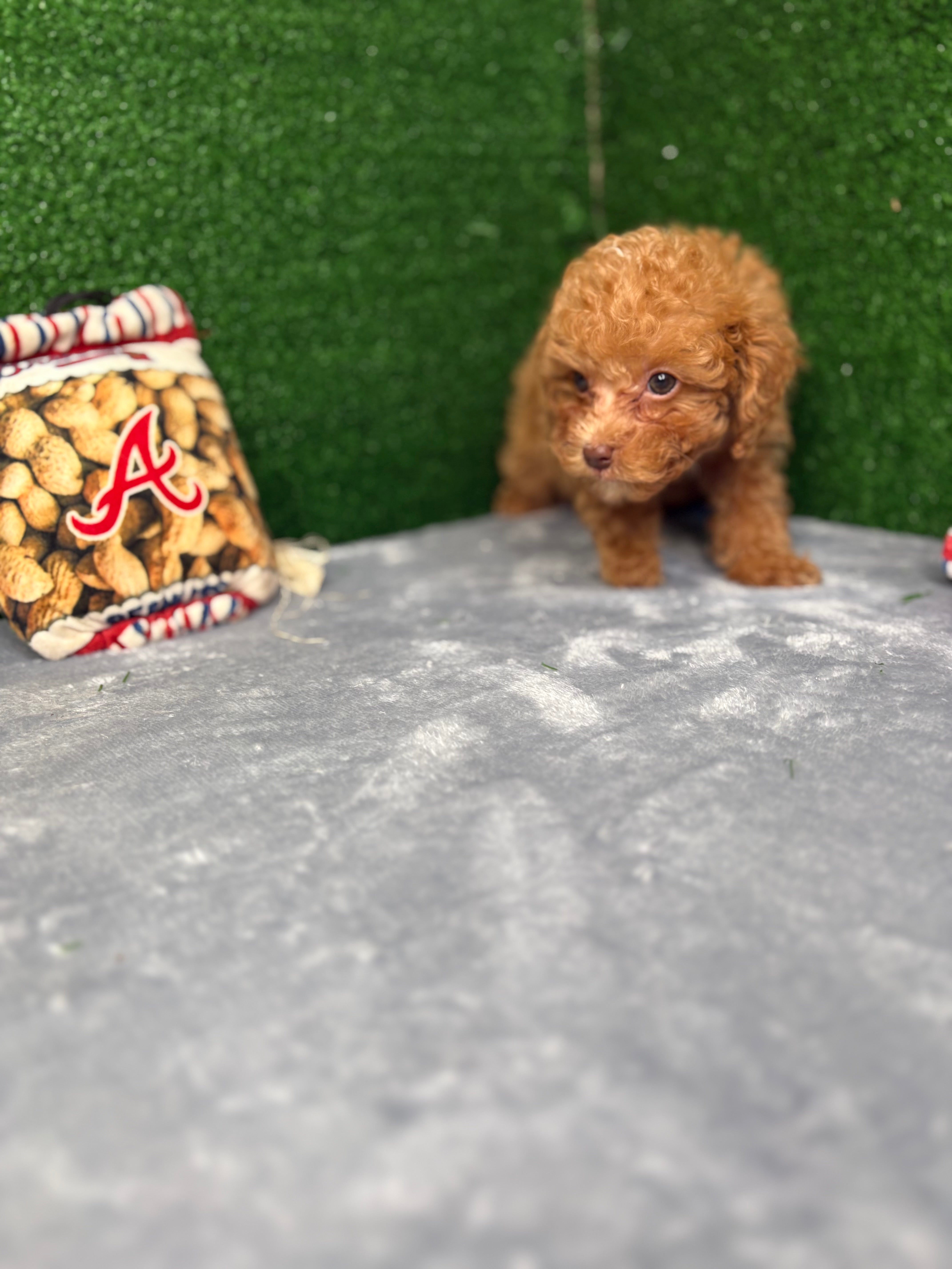 Major The Micro Poodle (Deposit Only ‼️Please Read The Description Below‼️)
